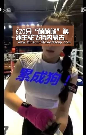 620只“萌萌哒”澳洲羊驼飞抵内蒙古_世界杯投注